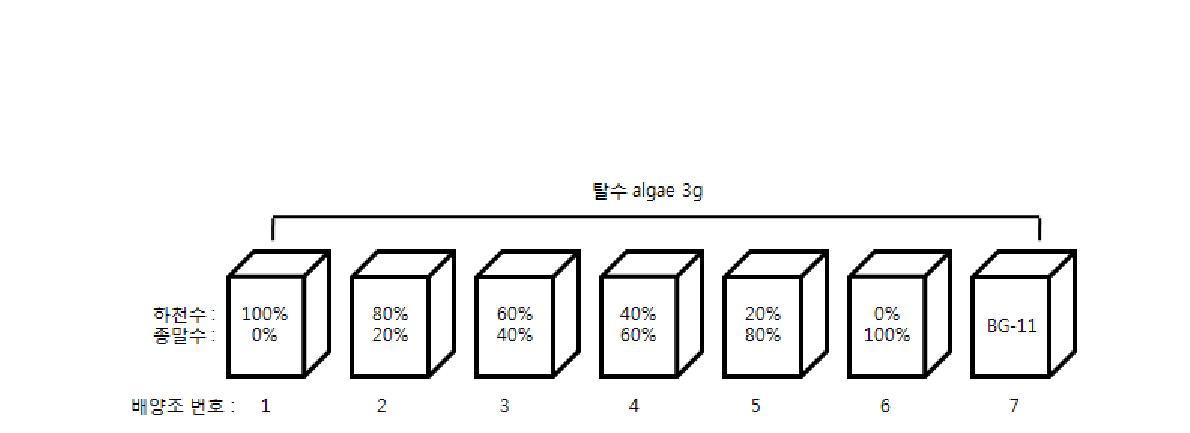 하천수:종말수의 사용비율에 따른 조류 배양 비교실험 모식도