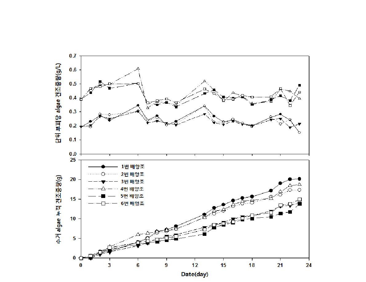 돈분액비 보충 실험군의 건조중량 일 측정 결과 및 algae 누적 수거량