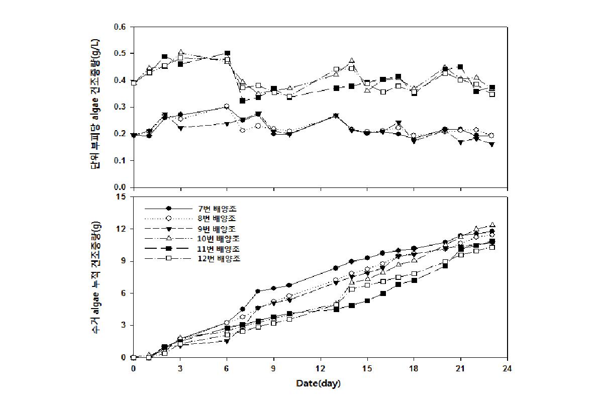 종말수 보충 실험군의 건조중량 일 측정 결과 및 algae 누적 수거량