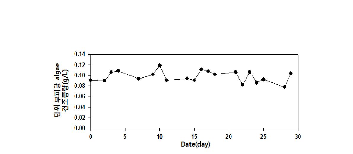 1톤 배양조의 단위 부피당 건조조류 중량 변화