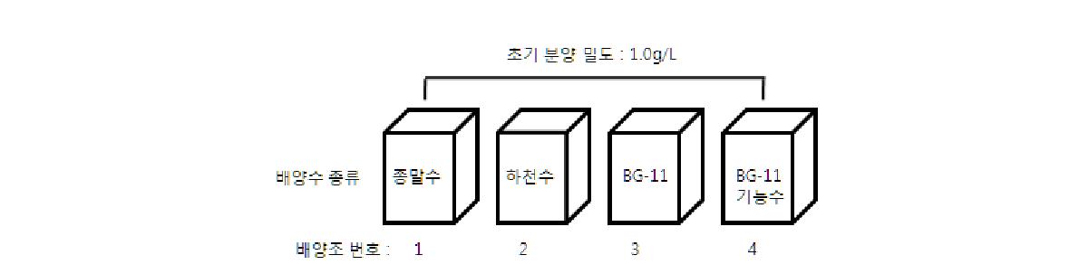 배양수 종류에 따른 조류 수거량 비교실험 모식도