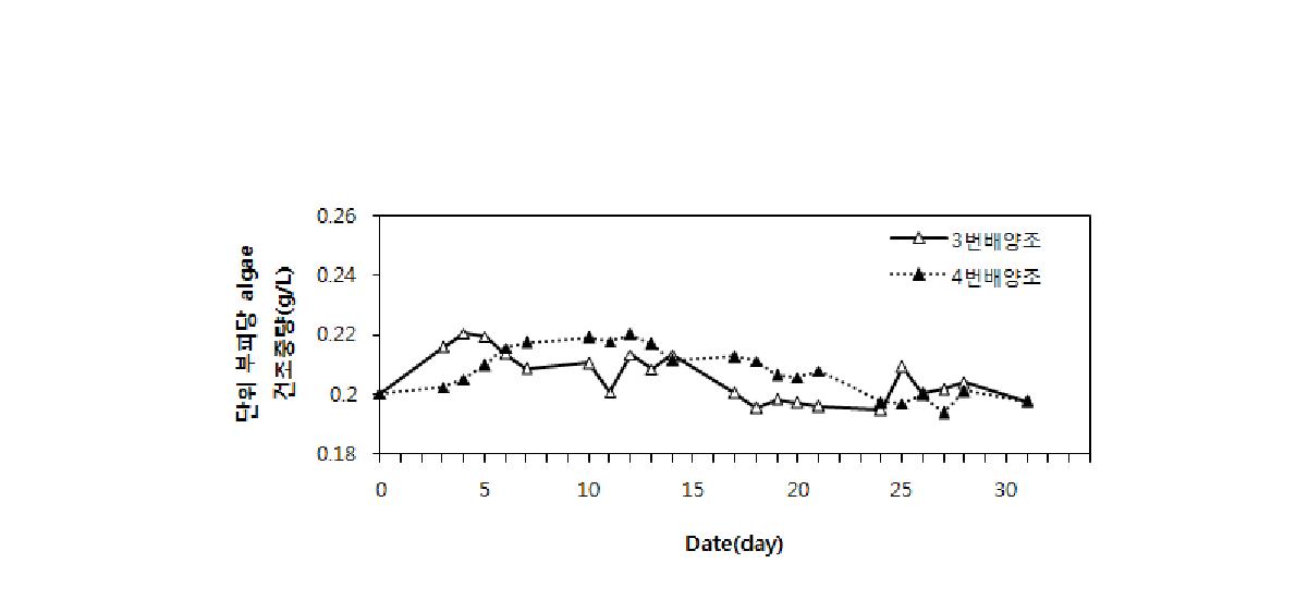 5톤 대량배양에서의 건조중량 일 측정 결과