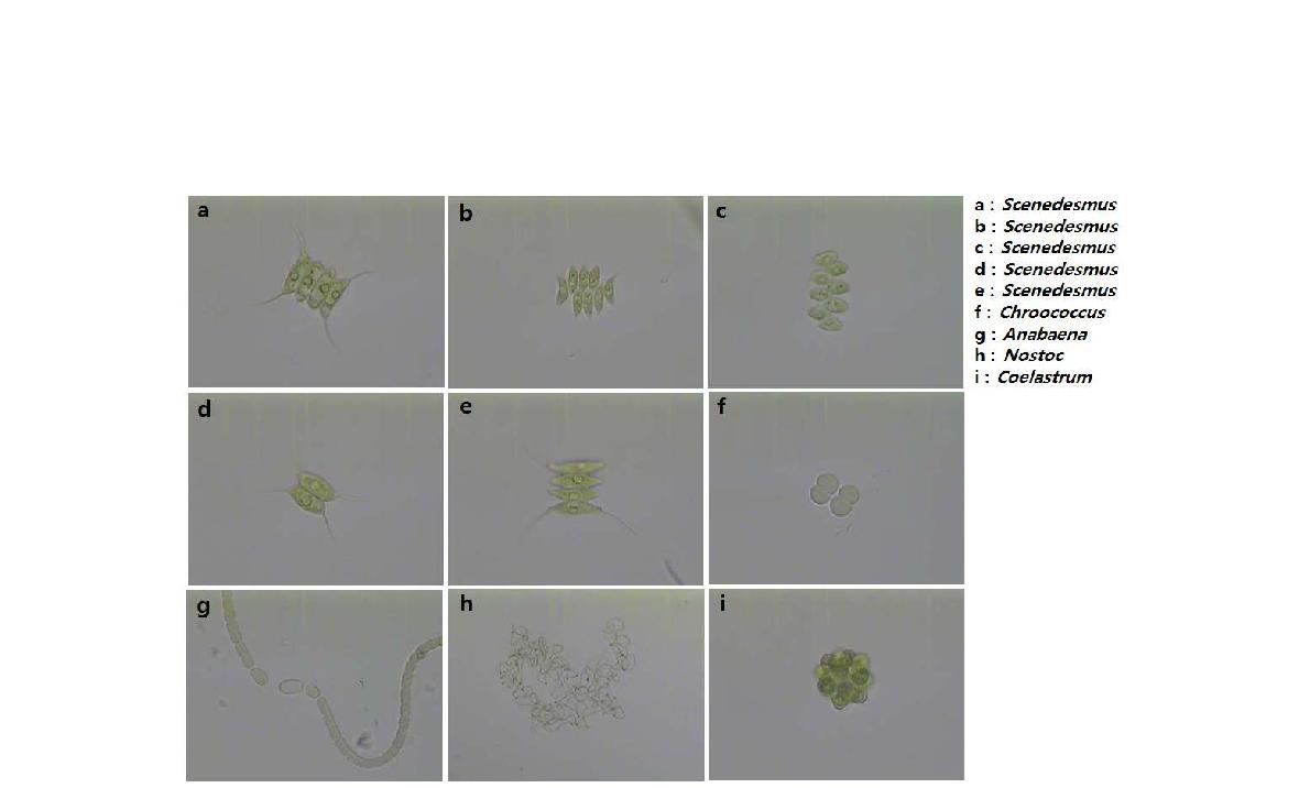 배양 후반기 우점종화 되는 조류 종
