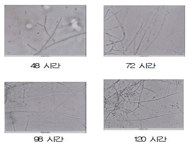 Incubation of Phelinus linteus.