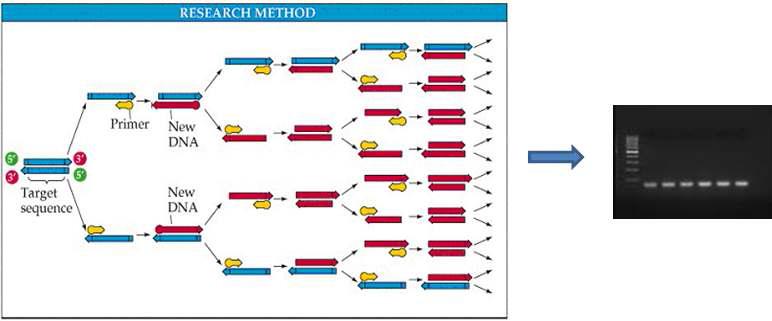 PCR assay