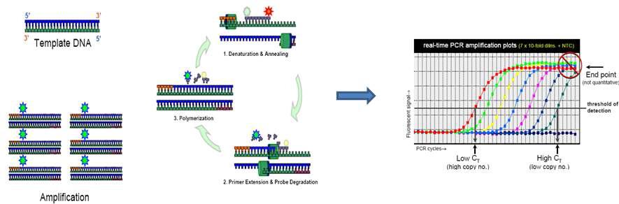 TaqMan probe를 사용하는 real-time PCR assay