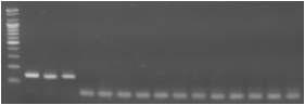 Agarose gel electrophoresis of PCR products using the Sus NDH5 primer.