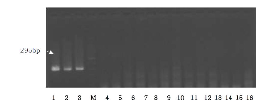 Agarose gel electrophoresis of PCR products using the Bos D-loop primer.