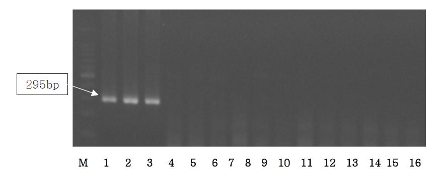 Agarose gel electrophoresis of PCR products using the Bos D-loop primer.