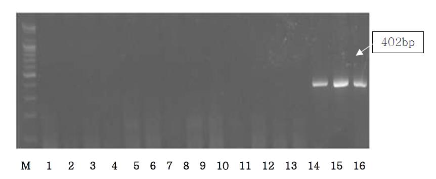 Agarose gel electrophoresis of PCR products using the Ovis D-loop primer.