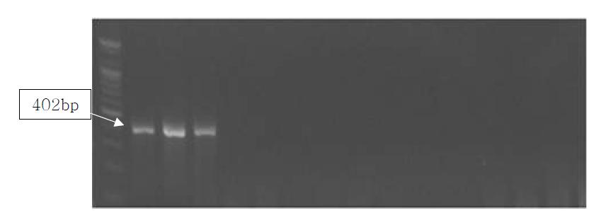 Agarose gel electrophoresis of PCR products using the Ovis D-loop primer.