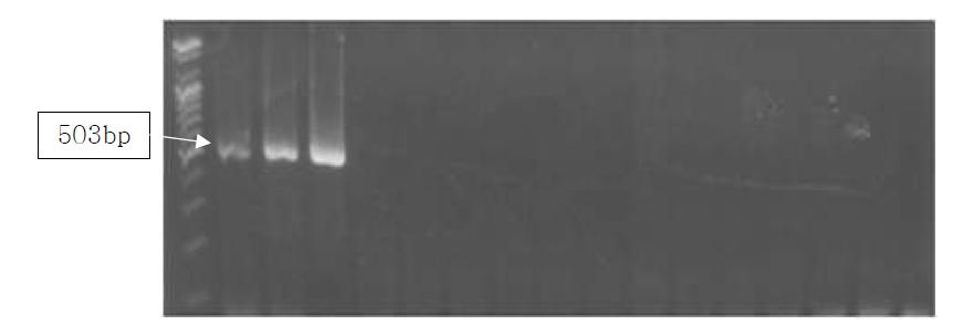 Agarose gel electrophoresis of PCR products using the Gallus Cox3 primer.