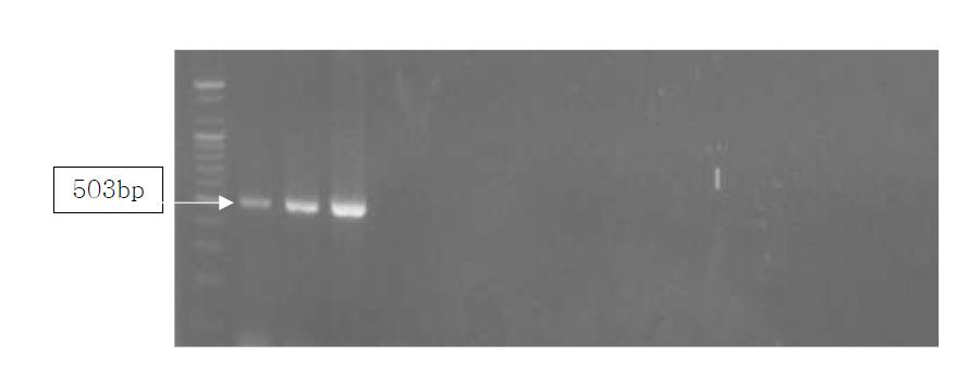 Agarose gel electrophoresis of PCR products using the Gallus Cox3 primer.