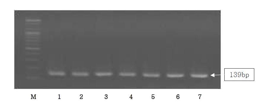 Agarose gel electrophoresis of PCR products using the Sus NDH5 primer.