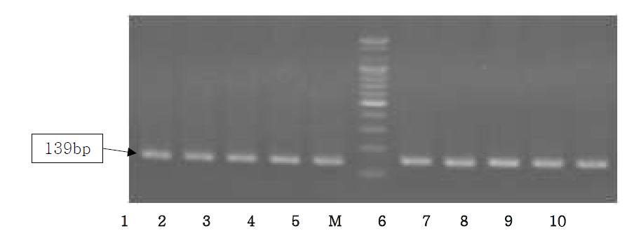 Agarose gel electrophoresis of PCR products using the Sus NDH5 primer.