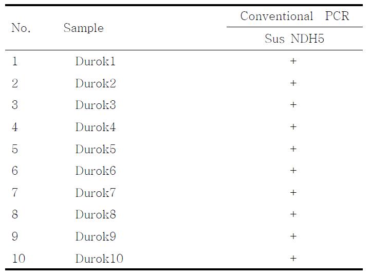 PCR products using the Sus NDH5 primer.