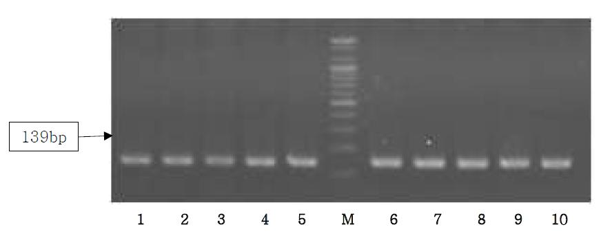 Agarose gel electrophoresis of PCR products using the Sus NDH5 primer.