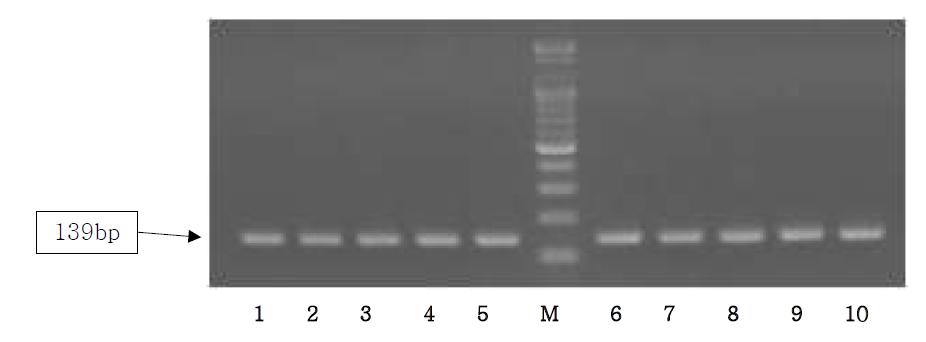 Agarose gel electrophoresis of PCR products using the Sus NDH5 primer.