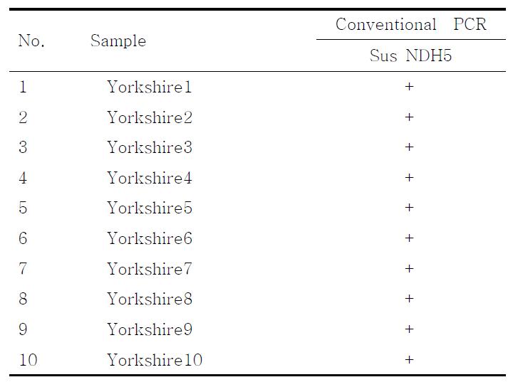 PCR products using the Sus NDH5 primer.