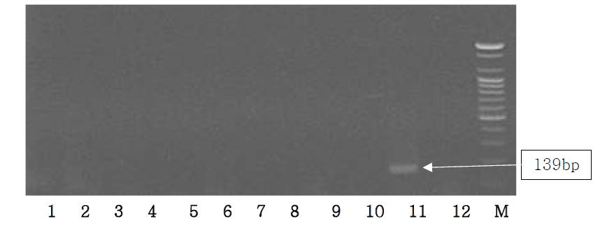 Agarose gel electrophoresis of PCR products using the Sus NDH5 primer.