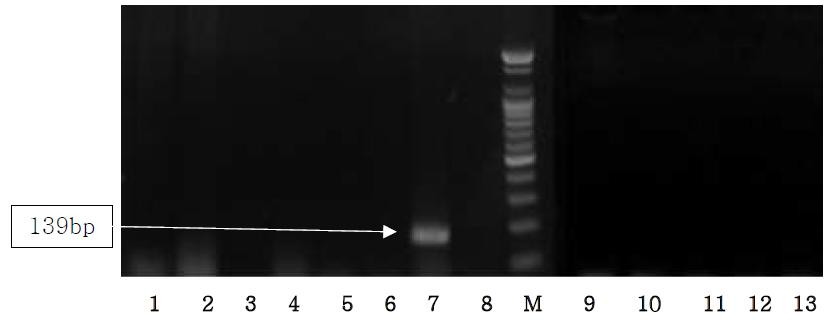 Agarose gel electrophoresis of PCR products using the Sus NDH5 primer.