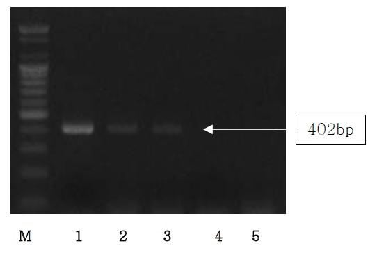 The result of sensitivity of PCR assays from Sheep for specific primer