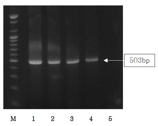 The result of sensitivity of PCR assays from Chicken for specific primer