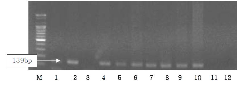 Agarose gel electrophoresis of PCR products using the sus NDH5 primer.