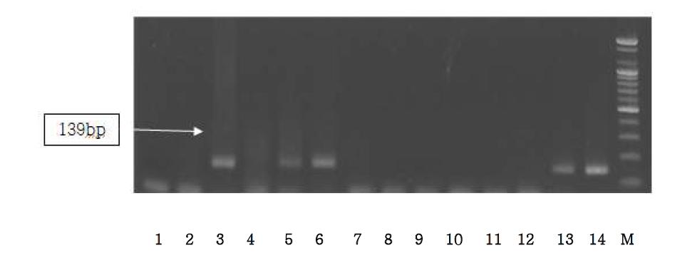 Agarose gel electrophoresis of PCR products using the Sus NDH5 primer.