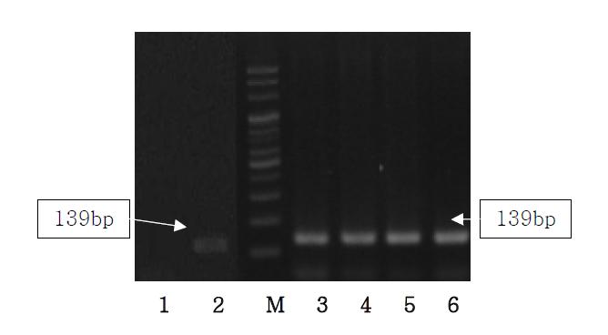 Agarose gel electrophoresis of PCR products using the Sus NDH5 primer.