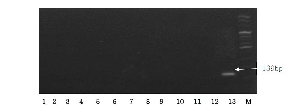 Agarose gel electrophoresis of PCR products using the Sus NDH5 primer.