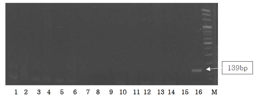 Agarose gel electrophoresis of PCR products using the Sus NDH5 primer.