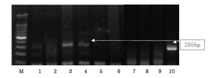 Agarose gel electrophoresis of PCR products using the Bos D-loop primer.