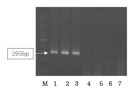 Agarose gel electrophoresis of PCR products using the Bos D-loop primer.