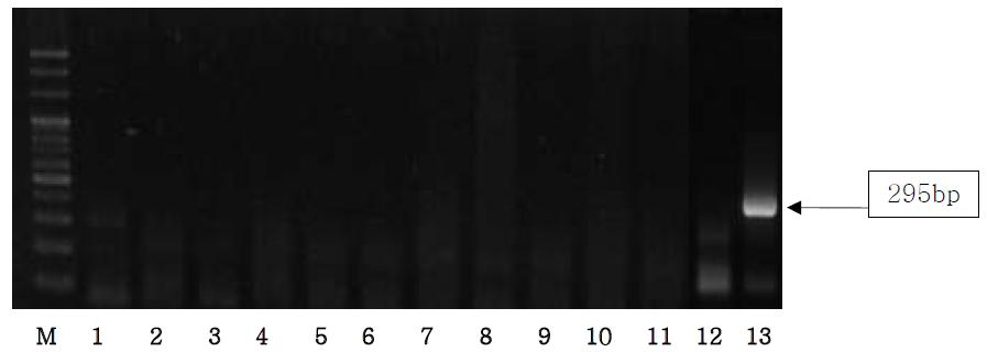 Agarose gel electrophoresis of PCR products using the Bos D-loop primer.