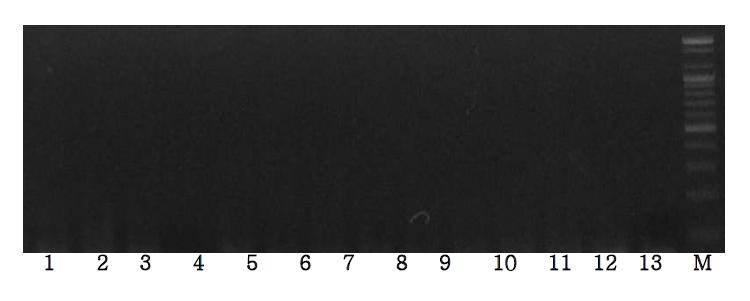 Agarose gel electrophoresis of PCR products using the Bos D-loop primer.