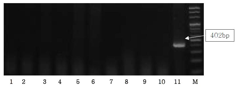 Agarose gel electrophoresis of PCR products using the Ovis D-loop primer.