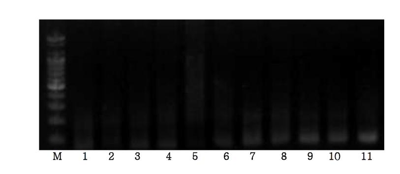 Agarose gel electrophoresis of PCR products using the Ovis D-loop primer.