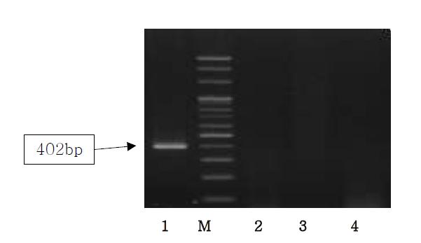 Detection of sheep from processed food by PCR using Ovis D-loop primer.