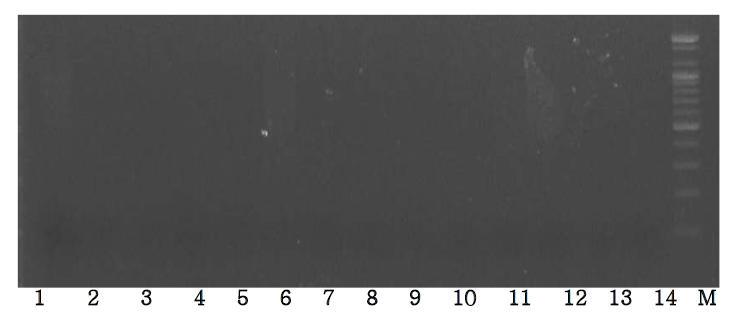 Agarose gel electrophoresis of PCR products using the Ovis D-loop primer.