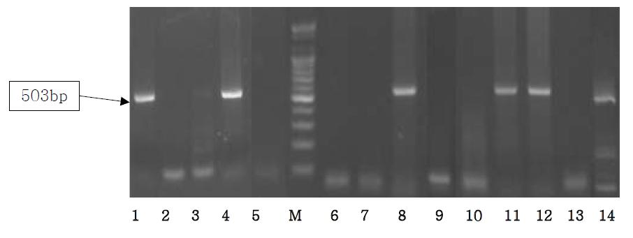 Agarose gel electrophoresis of PCR products using the Gallus cox3 primer.