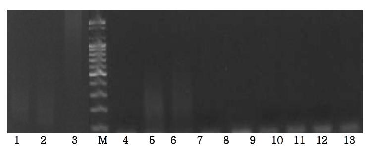 Agarose gel electrophoresis of PCR products using the Gallus cox3 primer.