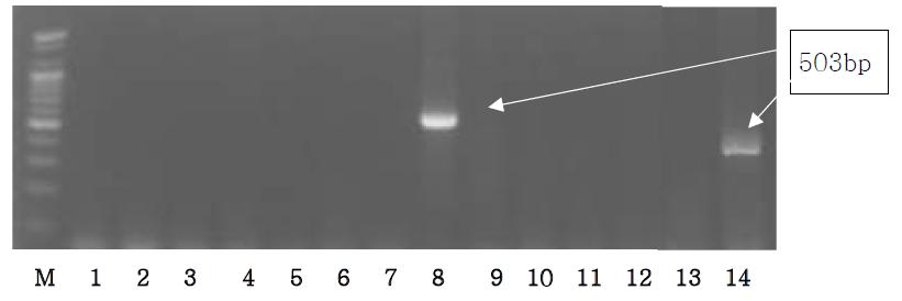 Agarose gel electrophoresis of PCR products using the Gallus cox3 primer.