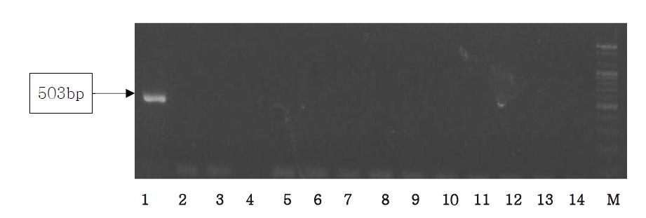 Agarose gel electrophoresis of PCR products using the Gallus cox3 primer.