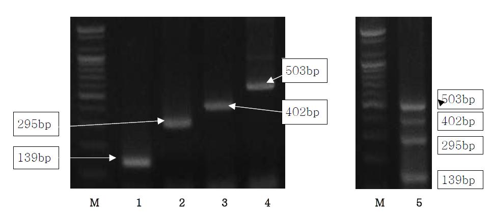 Specificity of multiplex PCR assays of specific primer mixtures.