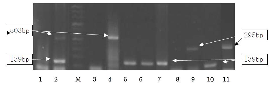 Detection of pig, cow, sheep and chicken from processed food by Multiplex PCR using Sus NDH5, Bos D-loop, Ovis D-lopp and Gallus cox3 primer.