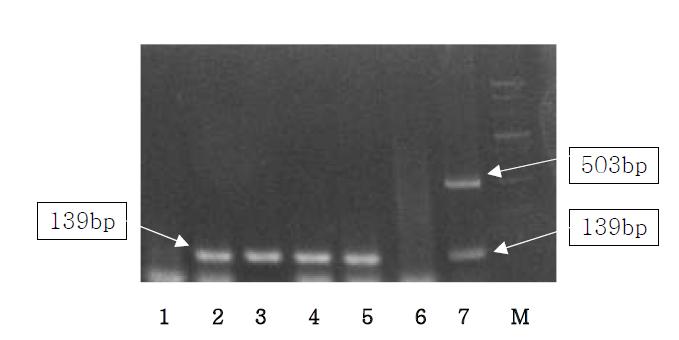 Detection of pig, cow, sheep and chicken from processed food by Multiplex PCR using Sus NDH5, Bos D-loop, Ovis D-lopp and Gallus cox3 primer.