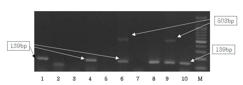 Detection of pig, cow, sheep and chicken from processed food by Multiplex PCR using Sus NDH5, Bos D-loop, Ovis D-lopp and Gallus cox3 primer.