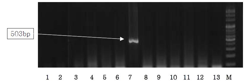 Detection of pig, cow, sheep and chicken from Halal food by Multiplex PCR using Sus NDH5, Bos D-loop, Ovis D-lopp and Gallus cox3 primer.