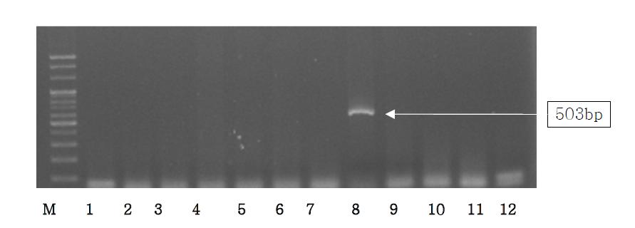 Detection of pig, cow, sheep and chicken from Halal by Multiplex PCR usingSus NDH5, Bos D-loop, Ovis D-lopp and Gallus cox3 primer.